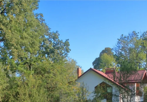 Nie sadź blisko domu. Korzenie niszczą fundamenty i kanalizację