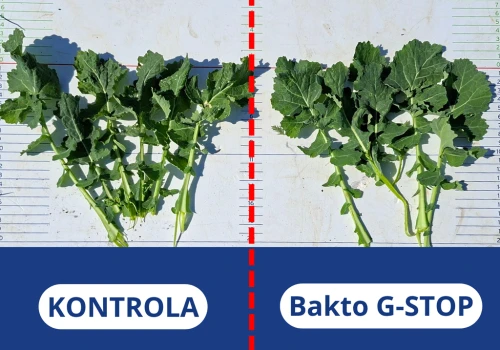 Sprawdzamy biologię w praktyce. Wyniki doświadczeń ścisłych z Bakto ProFOS i Bakto G-STOP w rzepaku oraz pszenicy