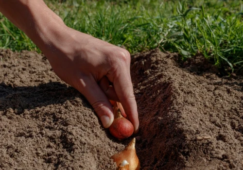 Sadź na wszystkich rabatach. Wiosną będziesz mieć ogród pełen kwiatów