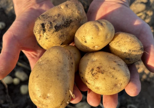 Dramat francuskich plantatorów. Takiego sezonu nie było od 30 lat