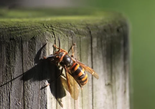 Atak szerszeni w Warszawie. Trzy osoby użądlone na Plaży Romantycznej – jak chronić się przed tymi owadami?