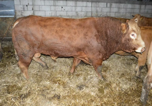 7 tys. zł do buhaja, pomoc dla świń i po upałach. Co zmieni projekt MRiRW?