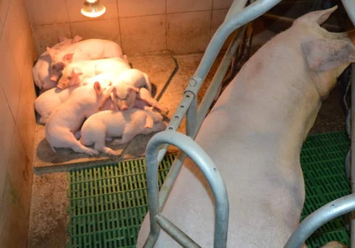500, 1000 lub 1500 zł do sztuki. Dopłaty do loch i loszek mają uratować krajową produkcję prosiąt