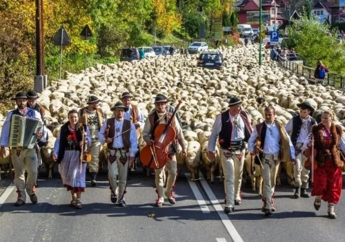 Gdzie na redyk jesienny 2026? Owce wracają z hal. Wielkie widowiska także na Sądecczyźnie
