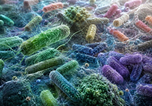 Pseudomonas aeruginosa przemieszcza się między płatami płuca i ewoluuje równolegle w mukowiscydozie