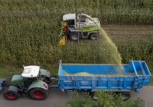 Kukurydza bez kolb po suszy. Jak ograniczyć straty podczas zakiszania?