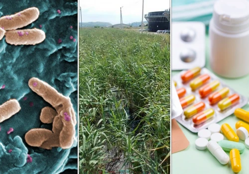 Bioreaktor i żywy filtr na antybiotyki. Jak sztuczne mokradło oczyszcza ścieki