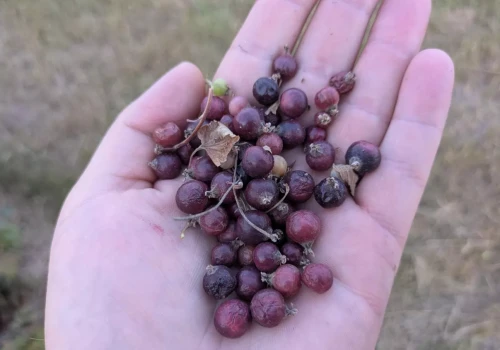 Będzie pomoc dla plantatorów, którzy stracili plon w wyniku upału