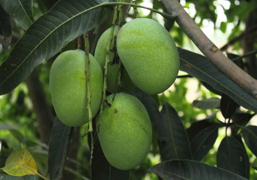 Mango zamiast cytryny. Jak ocieplenie zmienia europejskie rolnictwo?