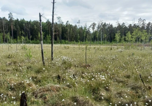 Kolejne torfowiska, lasy i jeziora pod ochroną. Warmia i Mazury zyskały 16 nowych rezerwatów