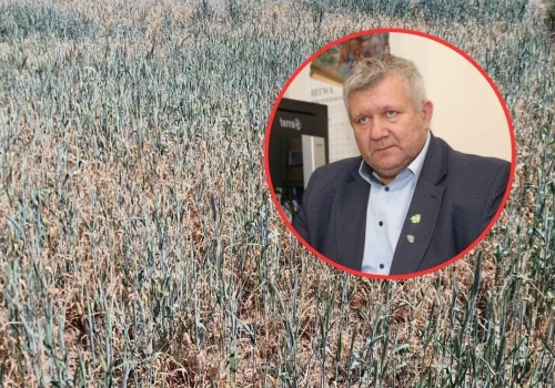 Susza niemal wszędzie, a straty tylko w jednym gospodarstwie. Rolnicy: jak to możliwe?