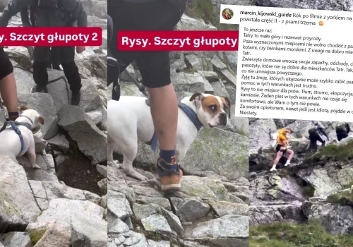 Przewodnik tatrzański przypomina, że branie psów w góry to szczyt głupoty