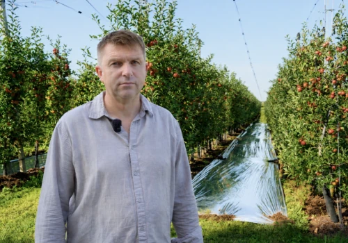 Światło od dołu, kolor od góry. Folia refleksyjna coraz częściej pomaga sadownikom przed zbiorem
