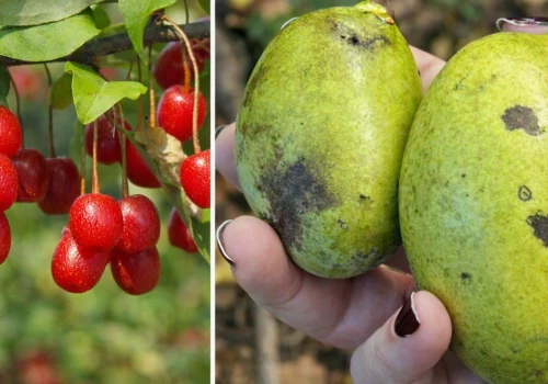 Banan indiański i oliwniki to nowy hit. Świdośliwa wciąż na topie, dereń w odwrocie