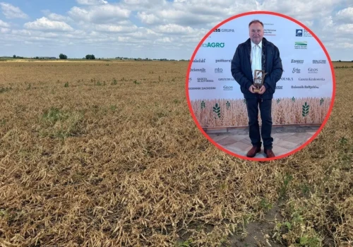 Miał 400 ha groszku. Połowa została na polu. „Totalny minus”