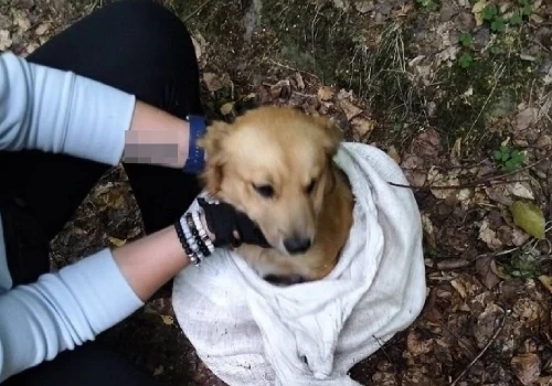 Wywiózł psa w worku do lasu. Zaskoczyła go policja