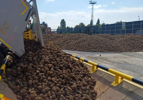 Cukrownie ruszają ze zbiorami buraków. Rekordów nie będzie, ale na plon wpłyną te dwa czynniki