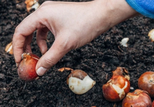 Nim posadzisz tulipany, namocz cebule. Wszystkie wykiełkują i zakwitną