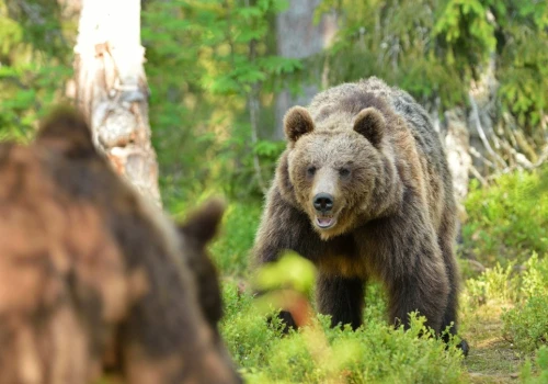 Niedźwiedź kontra wilki. W Tatrach udało się nagrać niesamowite spotkanie