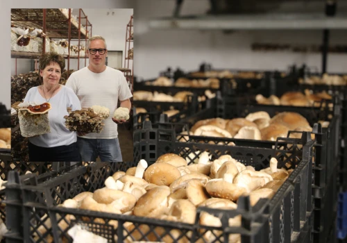 Porzucili pieczarki i postawili na egzotyczne grzyby. Dziś produkują nawet 5 ton shiitake miesięcznie