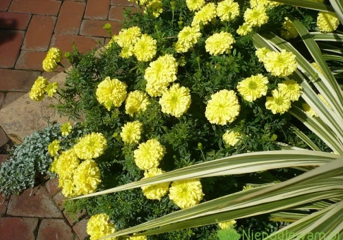 Aksamitka wzniosła Inca II Primrose – uprawa i ciekawostki