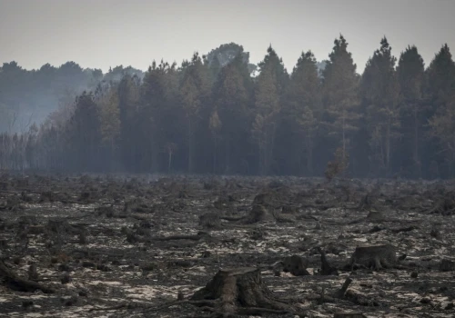 Gigantyczne straty po pożarach lasów. Co najmniej pół miliarda euro