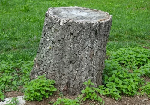 Ani koparka, ani sól. Przykrywam pień i czekam, aż natura zrobi najcięższą pracę