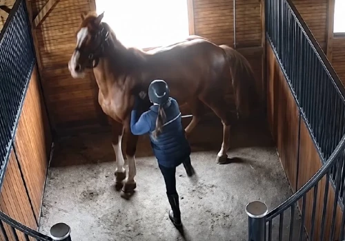 Wstrząsające nagranie ze stajni w Ślesinie. Kobieta kopie konia i uderza go batem