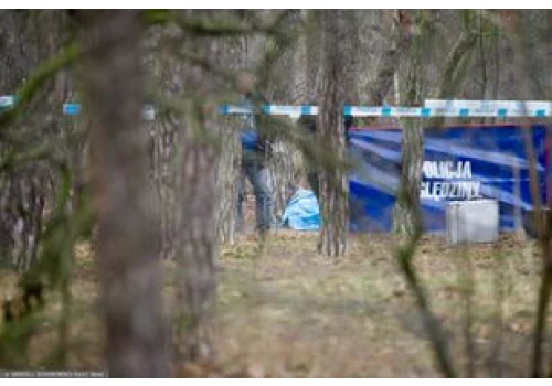 Media: Pocięte zwłoki w kompleksie leśnym. Jest komunikat policji