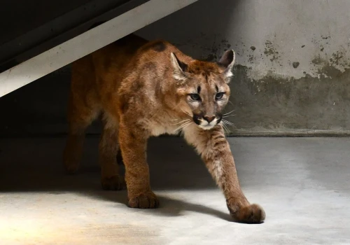 Puma złapana w Polsce zakończyła kwarantannę. Wiemy, co będzie z nią dalej