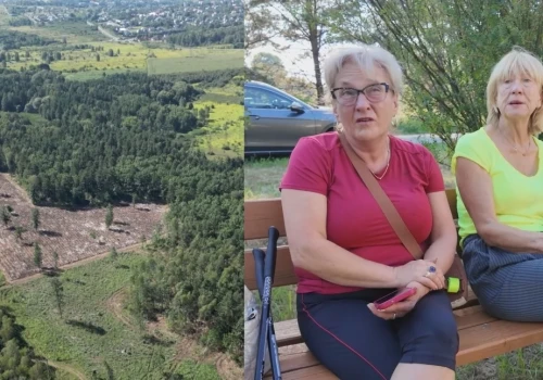 Las znika na oczach mieszkańców. Kolejna wycinka drzew w Jaworznie