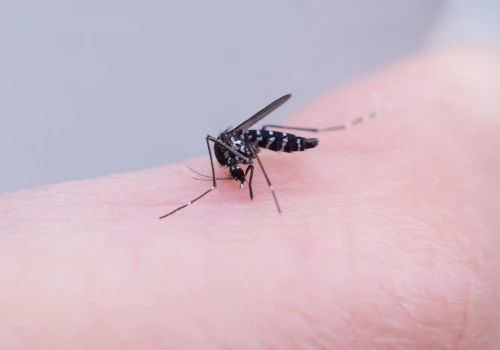Dwóch pracowników lotniska zmarło na malarię, po tym jak komar przyleciał samolotem