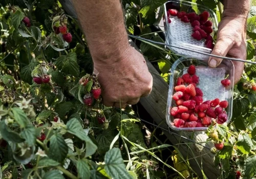 Na maliny nadchodzi trudny tydzień. Szara pleśń może szybko zniszczyć plon
