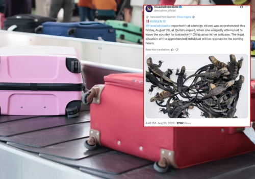 Rosjanka chciała przemycić ponad 30 legwanów morskich z Galapagos. Została zatrzymana