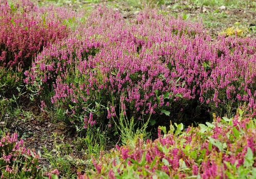 Wrzosy i dalie kwitną w Ogrodzie Botanicznym