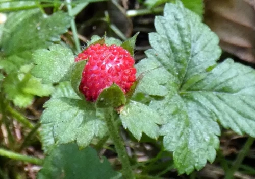 Nad Ślepiotką w Ochojcu