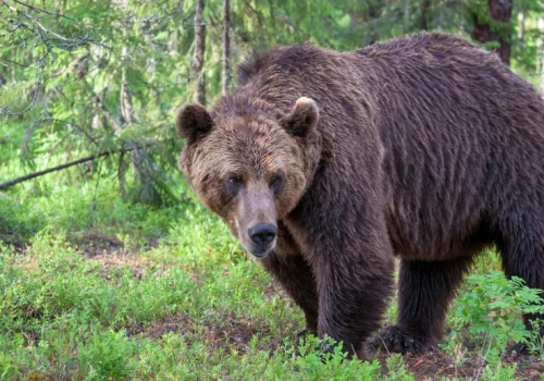 Niedźwiedzie podchodzą pod domy. Gmina wydała pilny apel do mieszkańców