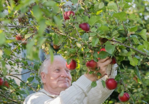 Nie zostawiaj ich na jabłonkach. Wytnij je, a owoce szybciej dojrzeją