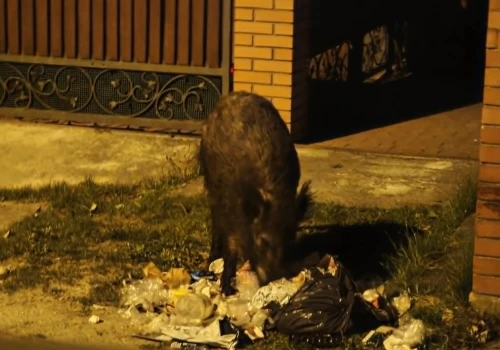 Spotkałeś dzika na warszawskim osiedlu? Tego pod żadnym pozorem nie rób