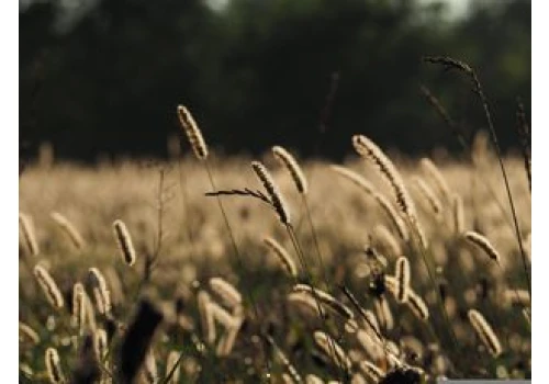Godów: 26. Dożynki Województwa Śląskiego. 