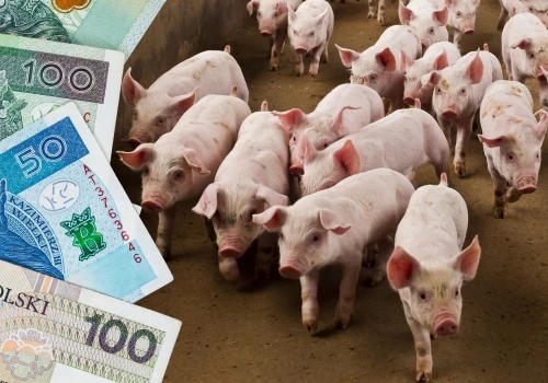 Tysiące rolników rzuca hodowlę świń. Do każdego tucznika dokładają ponad 340 zł