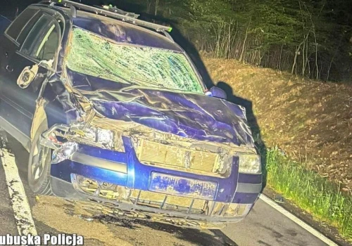 Zderzenie osobówki z żubrem. Zwierzę nie przeżyło
