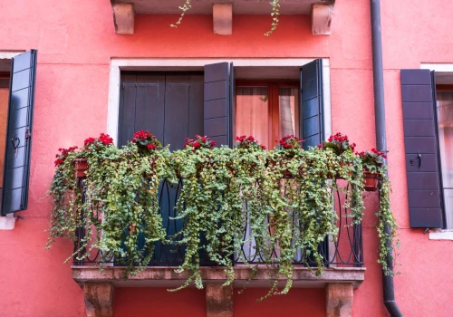 5 wyjątkowo wytrzymałych kwiatów na balkon. To „twardziele”, na których zimno nie robi wrażenia