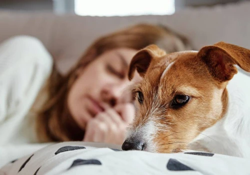 Śpisz w łóżku ze swoim zwierzakiem? Psychologia mówi wprost