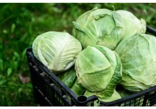Wysłali kapustę do Polski. Import o wartości 84 mln zł. Skąd pochodzi?