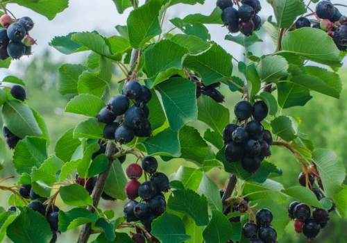 Wiosną jest skąpana w kwiatach. Latem daje owoce smaczniejsze od borówek