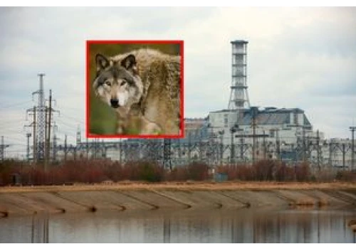 Zbadali wilki z Czarnobyla. Dowiedzieli się czegoś interesującego