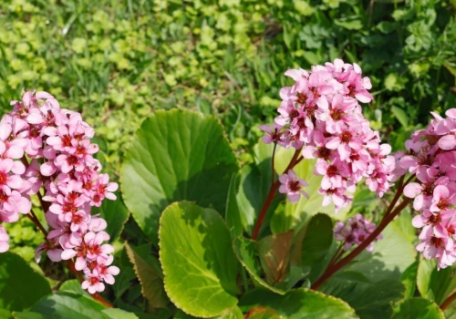 Posadź pod hortensją. Kwitną bez podlewania, zachowują kolor zimą