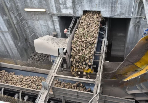 Kampania buraczana rusza. Tyle buraków KGS chce odebrać od plantatorów