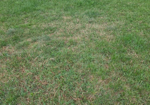 Wysuszony trawnik znów będzie soczyście zielony. Wymieszaj z wodą i podlej